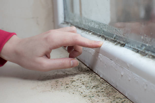 Best Attic Mold Removal  in Croom, MD
